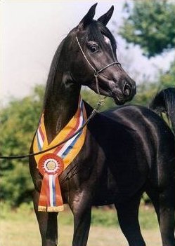 Gest�t Rothenberg - www.Gestuet-Rothenberg.de