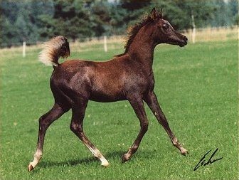 Gest�t Rothenberg - www.Gestuet-Rothenberg.de