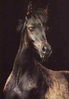 Gest�t Rothenberg - www.Gestuet-Rothenberg.de