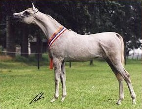 Gest�t Rothenberg - www.Gestuet-Rothenberg.de